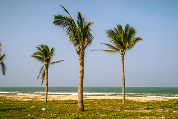 Fototapeta premium Palms against blue sky