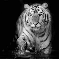 Naklejka premium Black & White Tiger