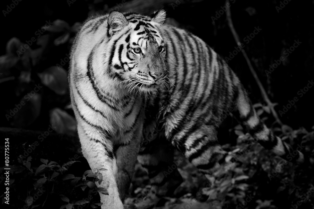 Fototapete Tiger