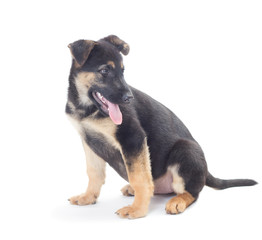 puppy looks on a white background