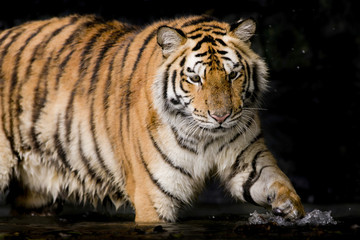 Naklejka premium Portrait of tiger