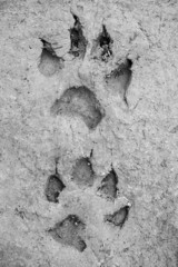 large dog tracks on the groundlarge dog tracks on the ground