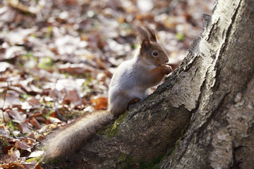 Naklejka na ściany i meble Squirrel sits on a tree.