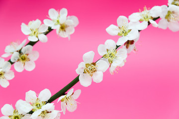 ume (Japanese plum) blossom