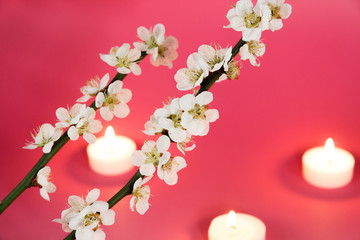 Fototapeta na wymiar Ume (Japanese plum) blossom with candles