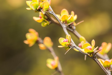 Spring Tree Branches And Buds Blossom