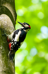 Woodpecker on a tree
