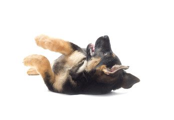 Obraz premium puppy lying on his back on a white background
