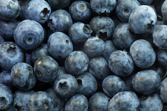 fresh ripe blueberries berries