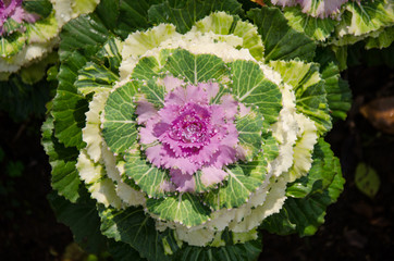 Obraz premium A flower of green and purple cabbage to decorate the garden