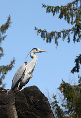 Great blue heron