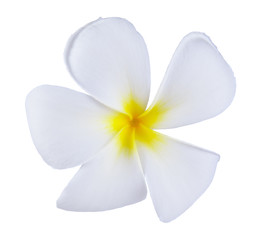 Fototapeta na wymiar Frangipani or Plumeria Flower Isolated on White Background