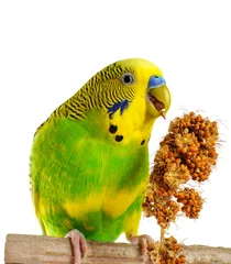  Budgerigar. Parrot. © vitals