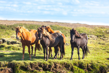 Fototapeta na wymiar Horses in a green field of grass at Iceland Rural landscape
