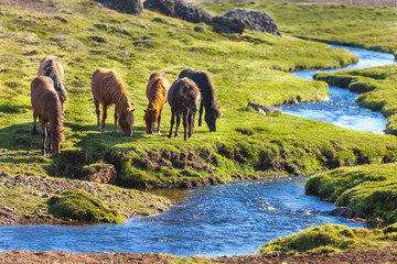 Fototapeta premium Horses in a green field of grass at Iceland Rural landscape