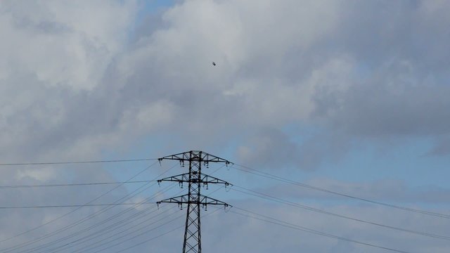 Bird Flies Near High Voltage Line