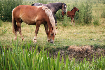 horses and foal on pasture