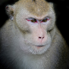 Fototapeta premium Portrait of monkey