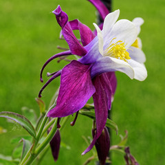 Columbine flower