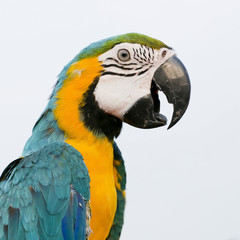 Blue-and-Yellow Macaw (Ara ararauna), also known as the Blue-and