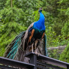 Peacock