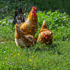 Rooster and chickens on the green grass