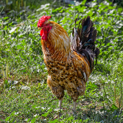 Rooster on the green grass
