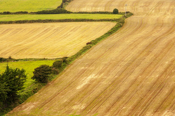 Pola uprawne po zbioże zbóź, rżysko © janmiko