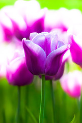 violet tulips, spring, bright, macro