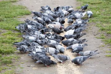 Pigeons eating in the park
