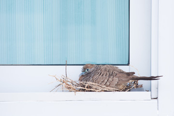 Zebra dove nesting on the window.