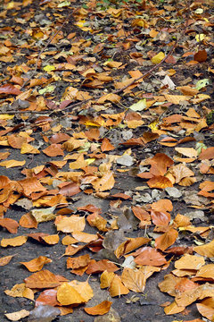 Dry leafes