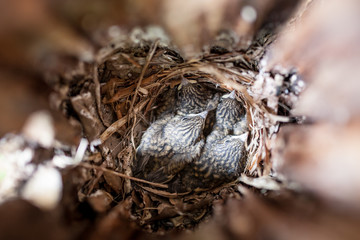 Inside of bird next box and baby birds