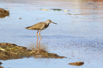 redshank (Tringa totanus)