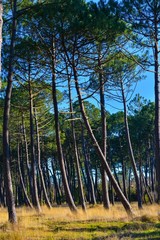Fototapeta na wymiar Maritime pines