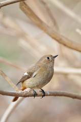 ジョウビタキのメス