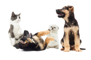 kitten and puppy playing