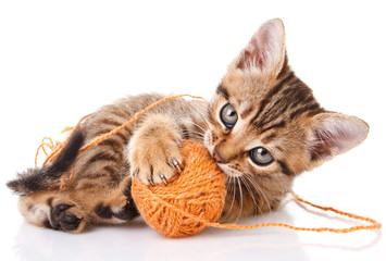 playful tabby kitten © serkucher