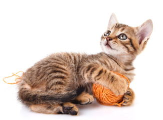 Obraz premium playful tabby kitten