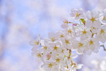 Obraz na płótnie Canvas Cherry Blossoms in Japan