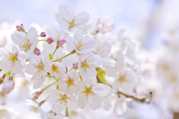 Fototapeta na wymiar Cherry Blossoms in Japan