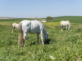 Obraz premium White horses in field