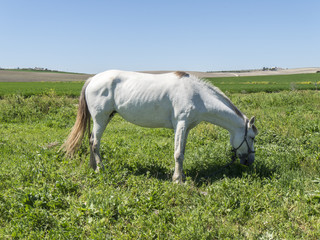 White horse in field