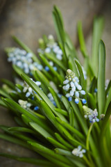 Obraz premium Flowers