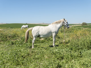 Obraz na płótnie Canvas White horses in field in sunny day