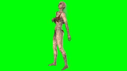 Walking dead zombie woman isolated on green screen