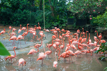 Naklejka na ściany i meble Flamingo birds in the pond