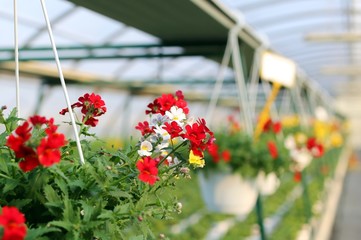 geranium plants for sale in the greenhouse in spring