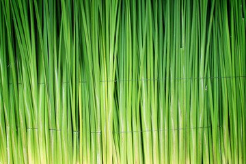 Green leaf of Papyrus abstract background