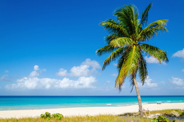 Fototapeta na wymiar Exotic beach with beautiful high palm tree, Caribbean Islands